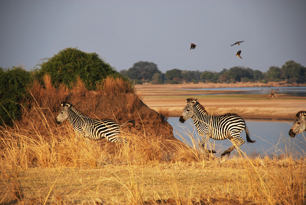 Zebra gallop across grassland in eastern Africa. Ankle gear ratios of mammals that live in open savannas vary to those in more enclosed habitats, since animals in open areas typically need to run faster. (Photo: Jess Hunt-Ralston)